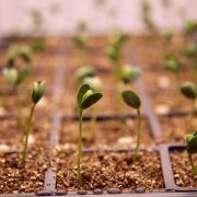 Picture of a baby soybeans just started out growing in containers. Two plants per container